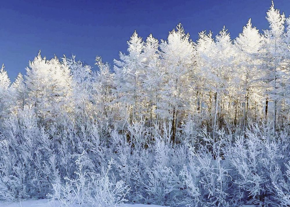 Заиндевелый лес