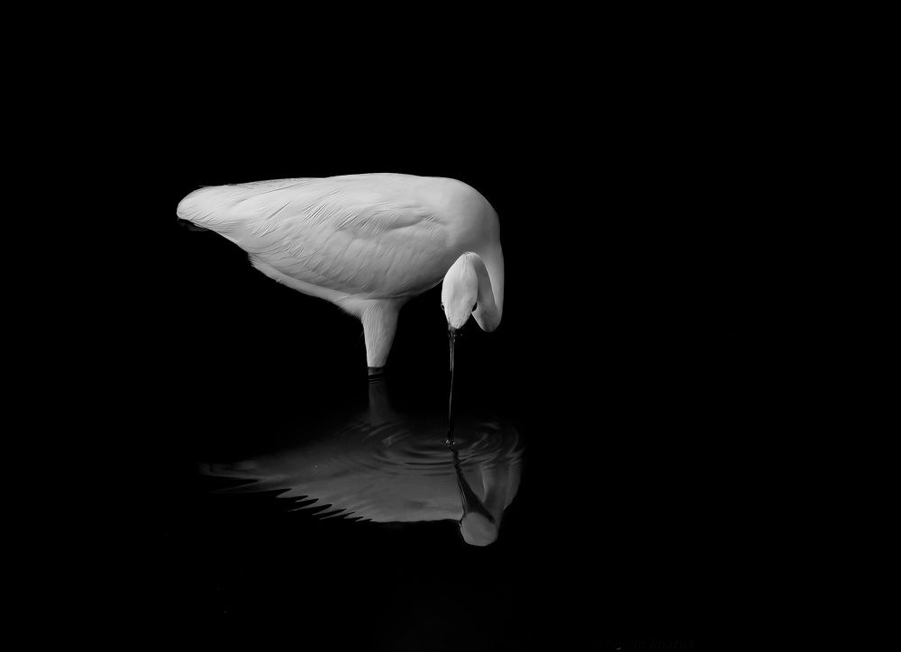 Elegance of monochrome