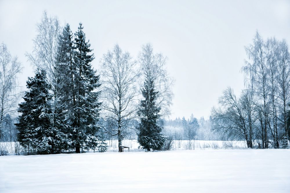 В белой пелене зимы