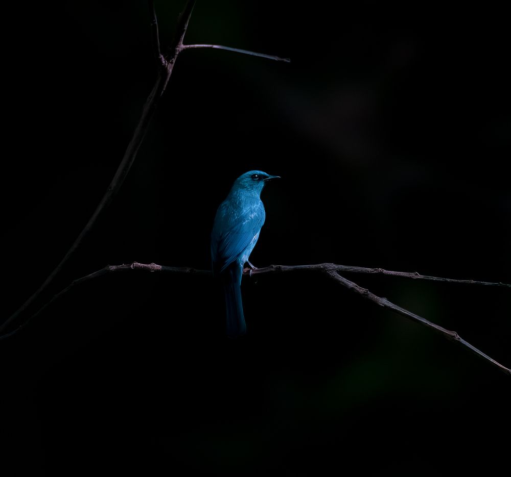 Photograph by Abhijit Khatua