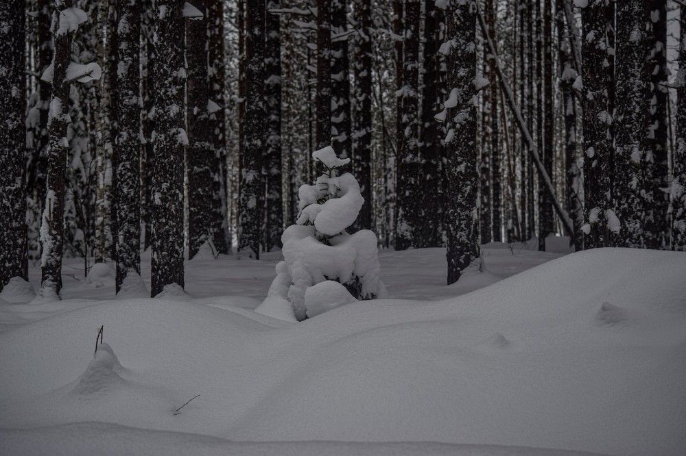 Photograph by Алексей Логинов