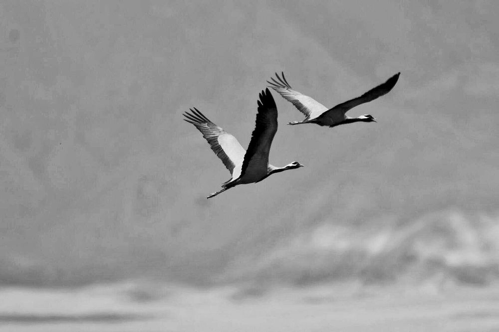 Photograph by Татьяна Кужлекова