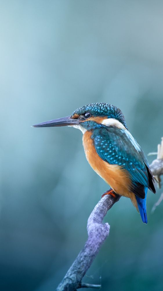 Photograph by Matei Firică