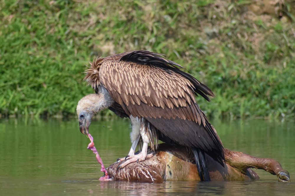 Photograph by Shawon Kuri