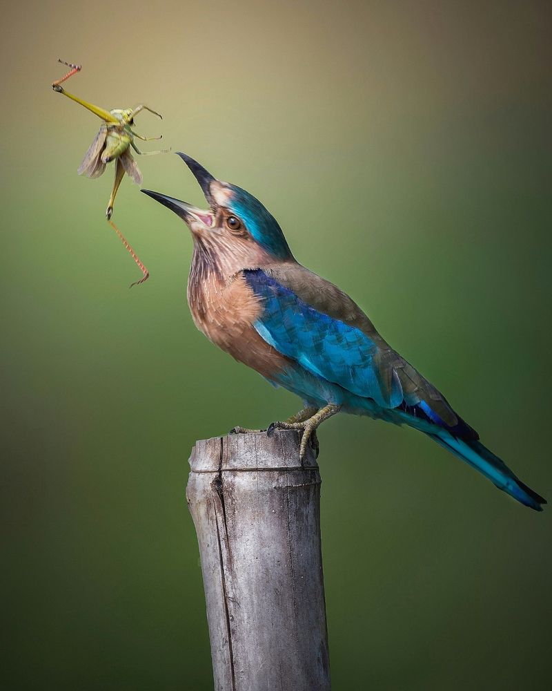 Photograph by Navonil Dutta