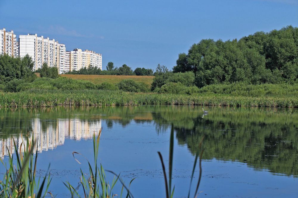 Прилетела цапля