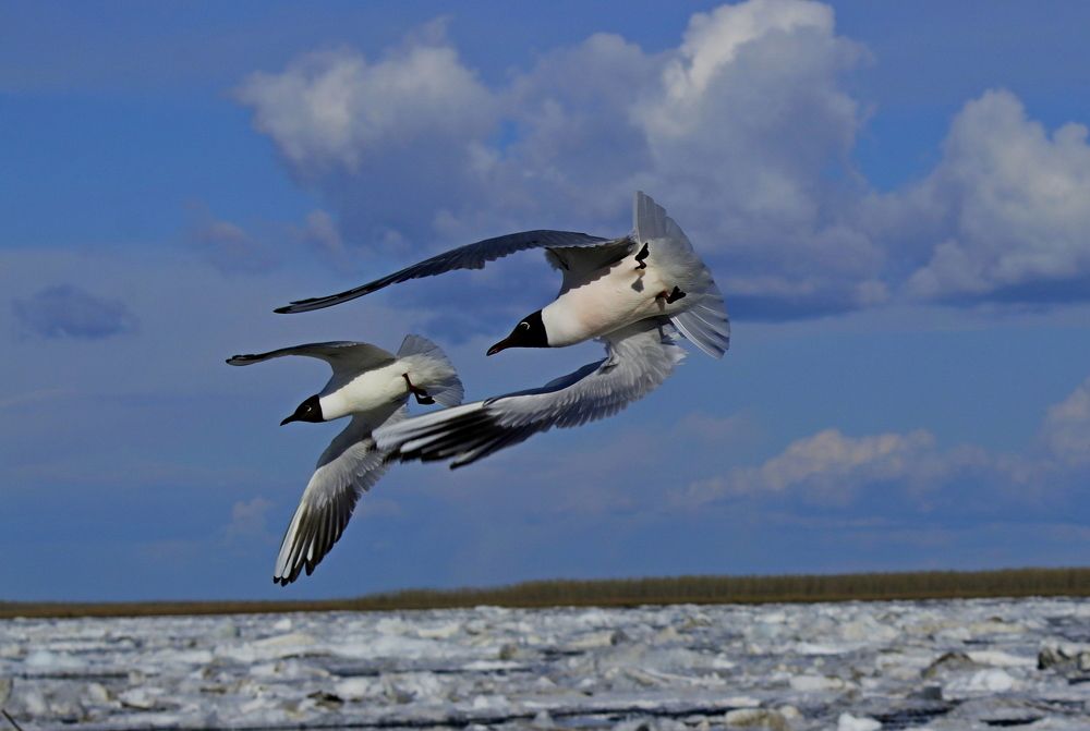 Синхронный полет