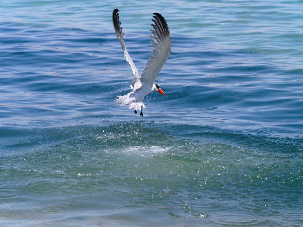 Взлёт чайки.