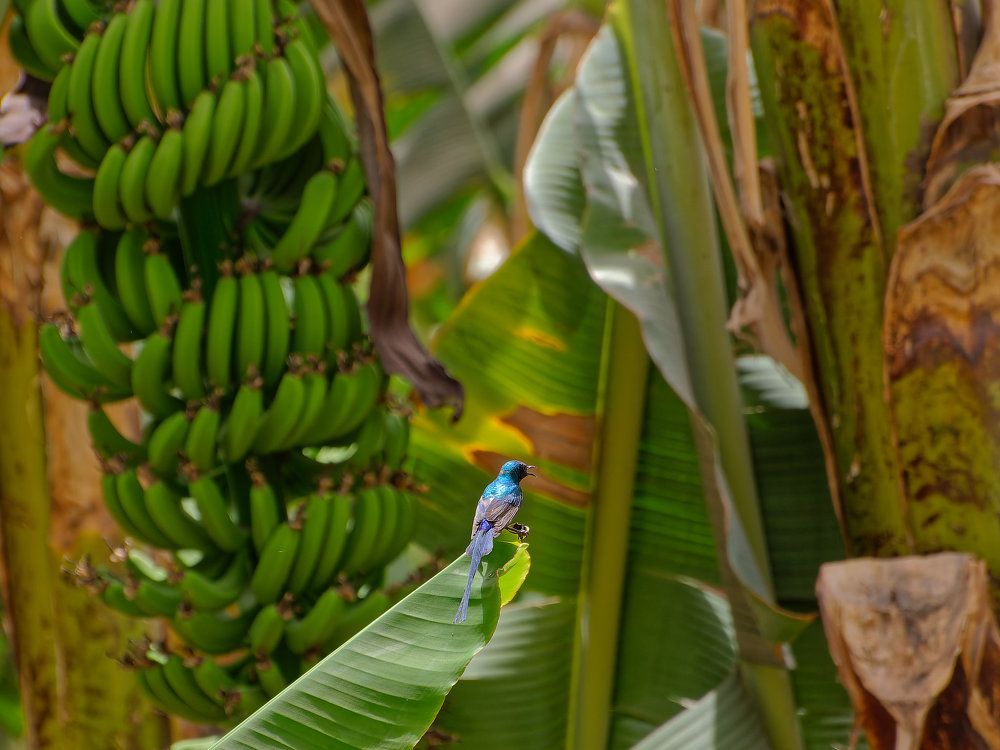 Банановая птичка
