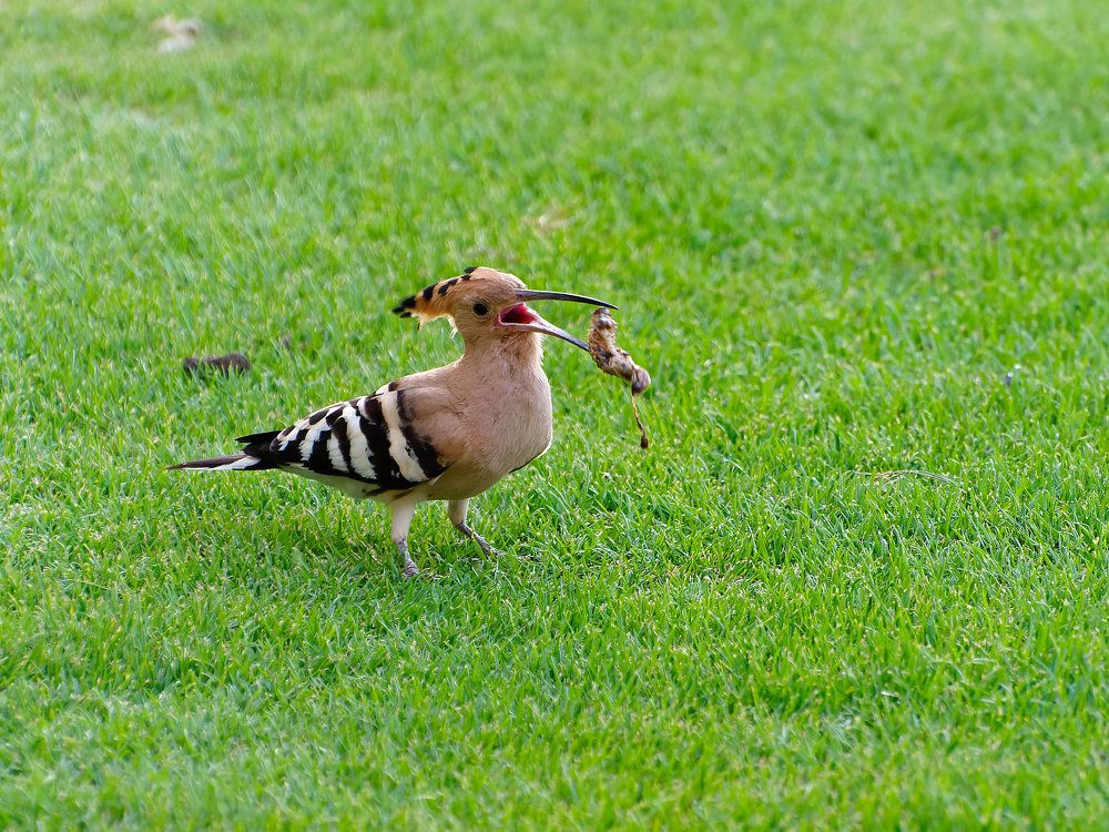 Удод, нашедший смысл жизни