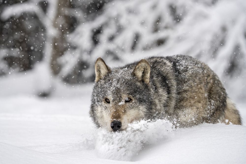 Photograph by Vladimir Ostapenko