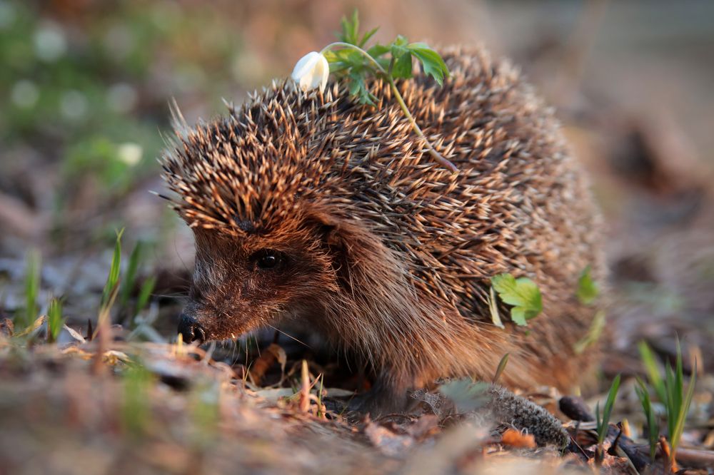 Photograph by Марина Александрова