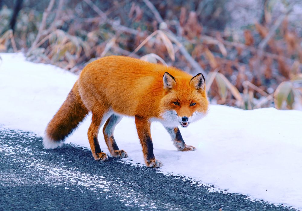 Photograph by Phùng Minh Long