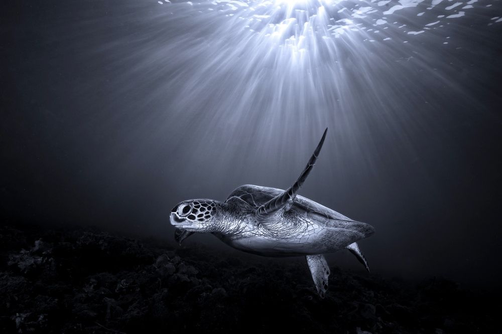 Photograph by Serge Melesan