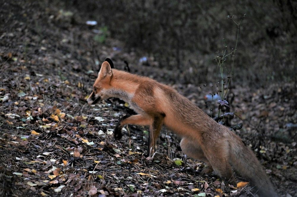 Фотография автора IRINA FILIPPOVA