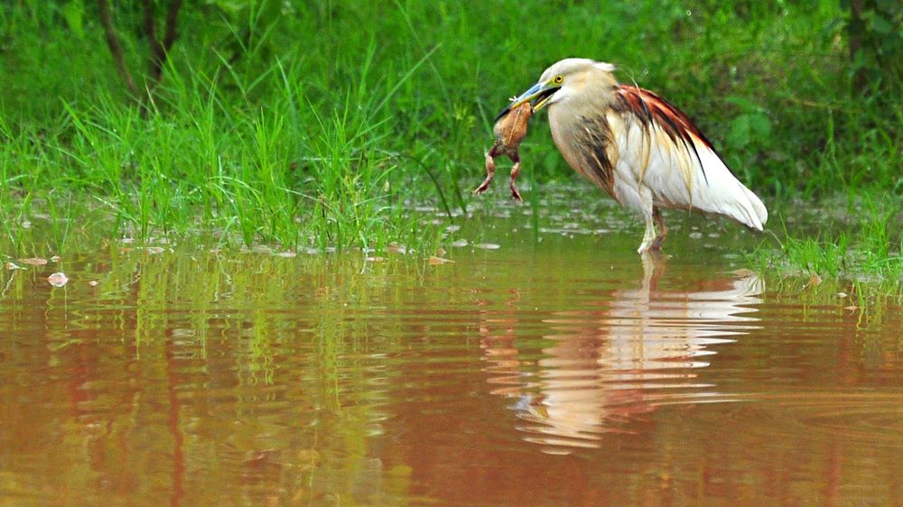 Фотография автора ZILL NIAZI