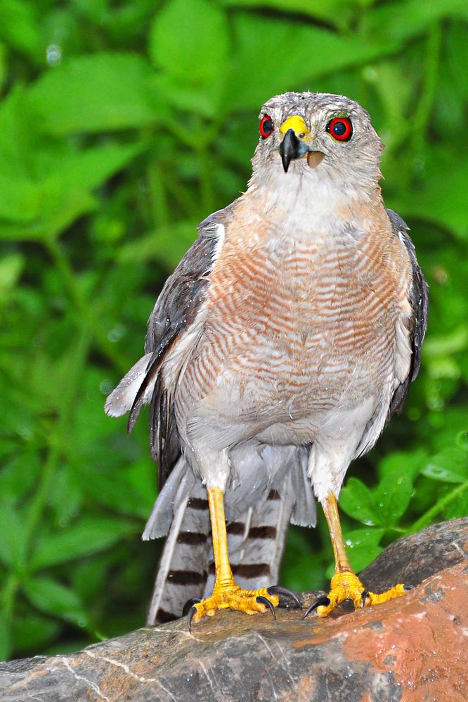 Фотография автора ZILL NIAZI