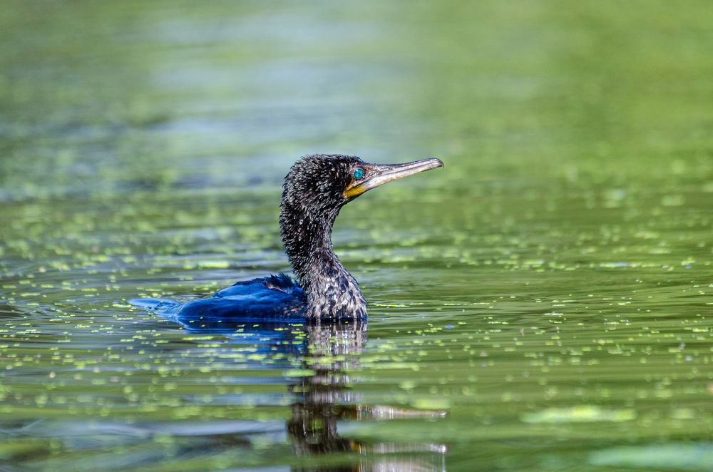 Photograph by PURNENDU BAGCHI