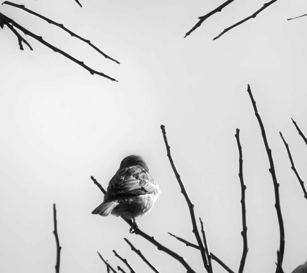 Photograph by Reza Heydari