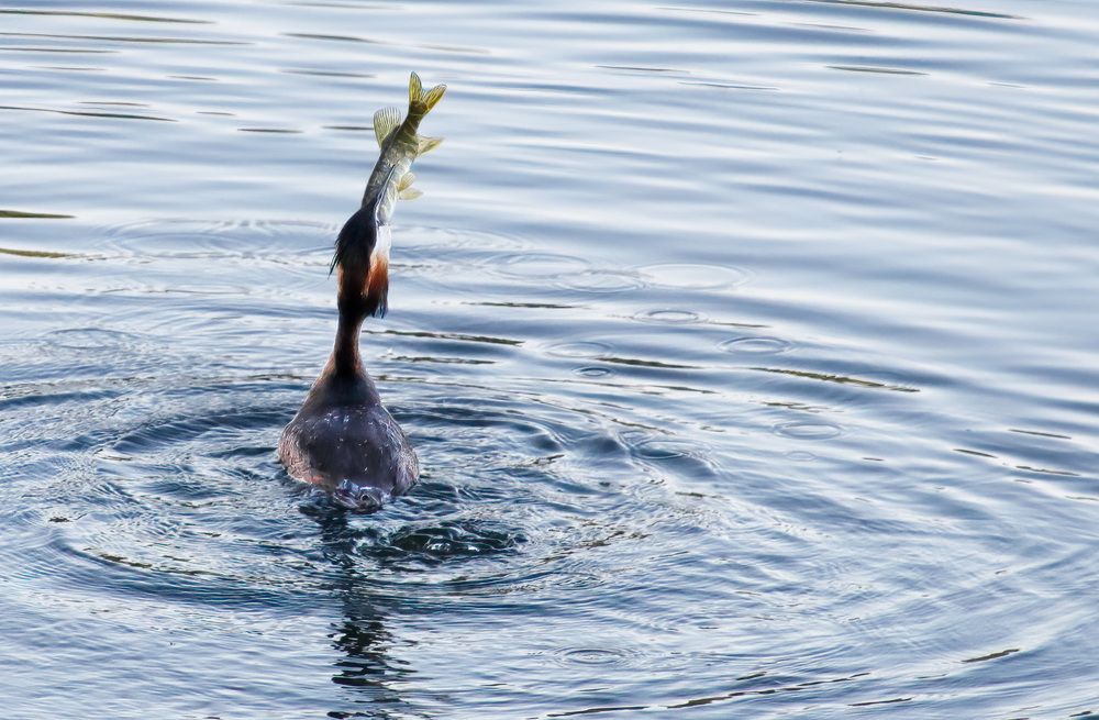 Знатный аппетит