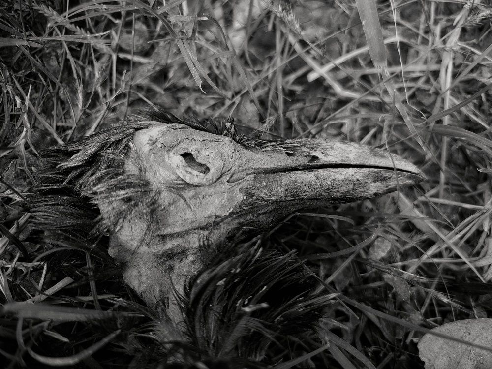 Photograph by Nandi Sharma