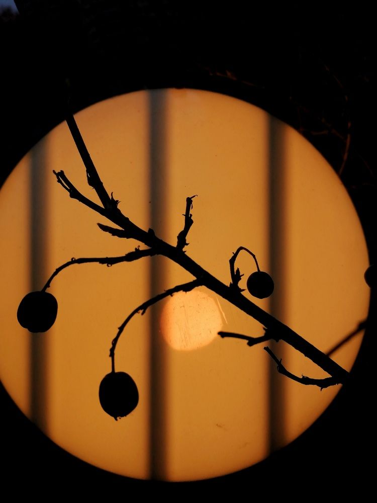 Photograph by Светлана Веселовская