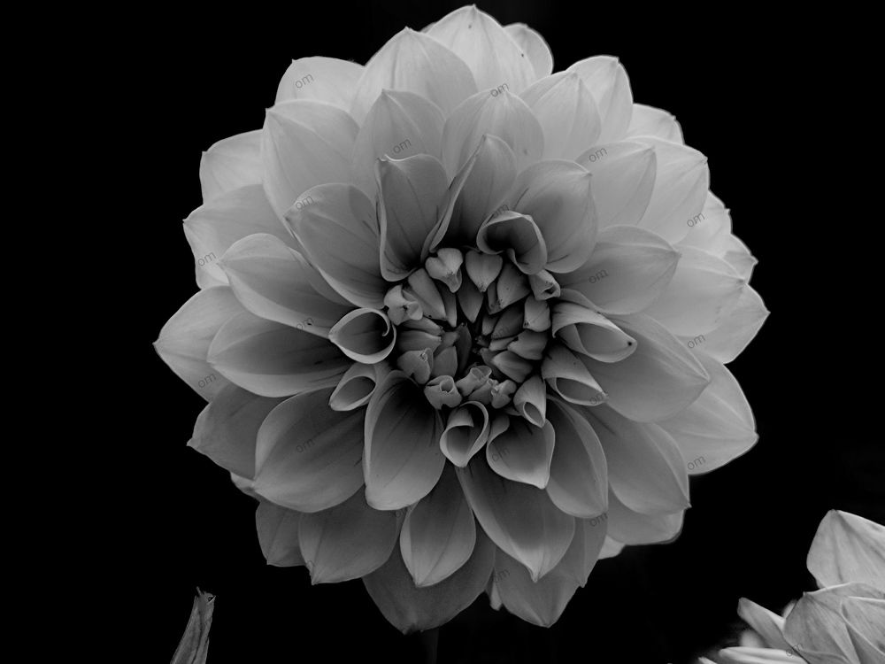 Photograph by Nandi Sharma