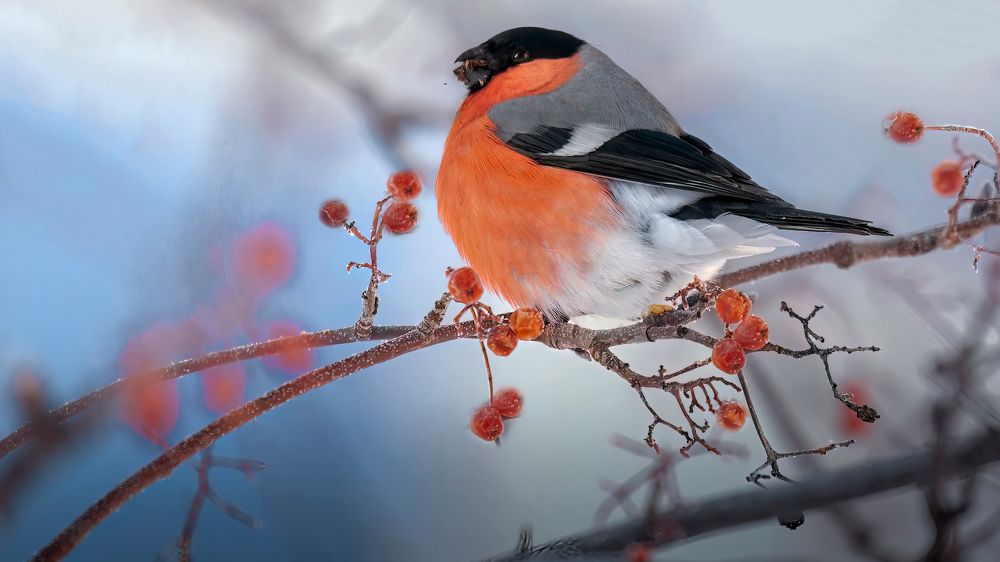 Photograph by Марат Кучкаев