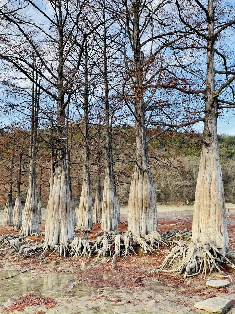 Болотные кипарисы.