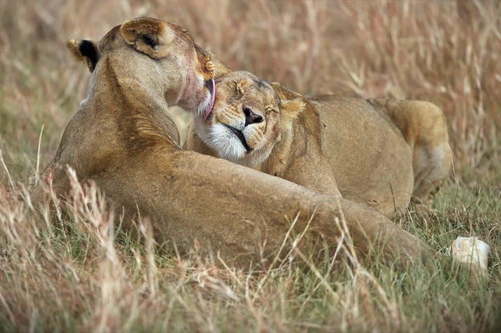 Кошачьи нежности