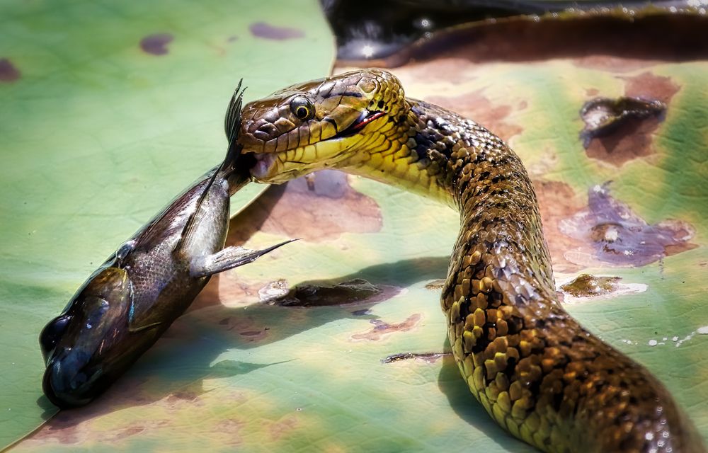 Змеиная охота / Snake Hunting