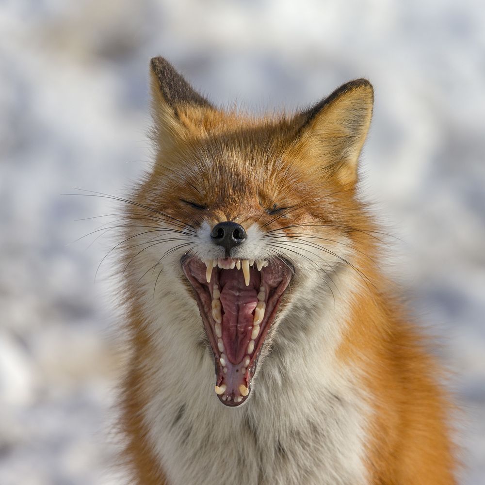 Песня про зайцев