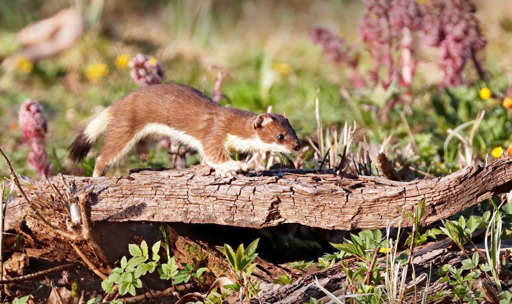 Ласка на весенней охоте