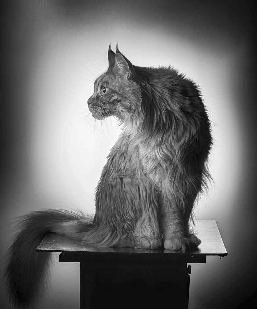 Фотография автора Владимир Борисов