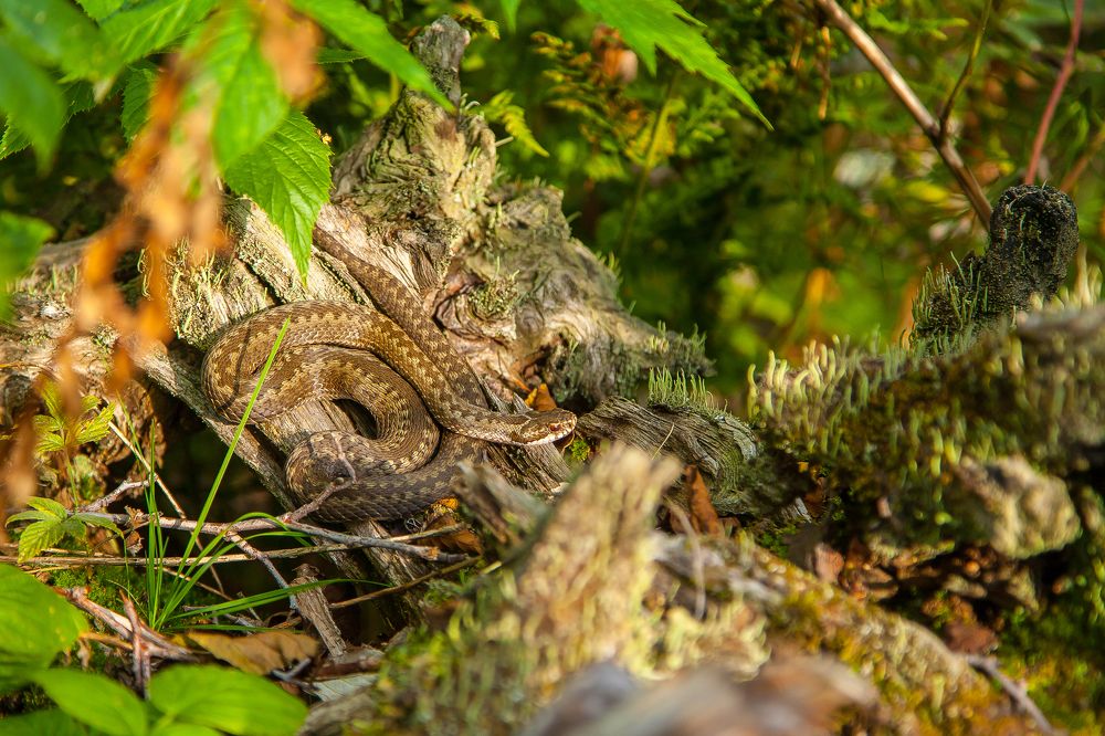Photograph by Полина Ардашева