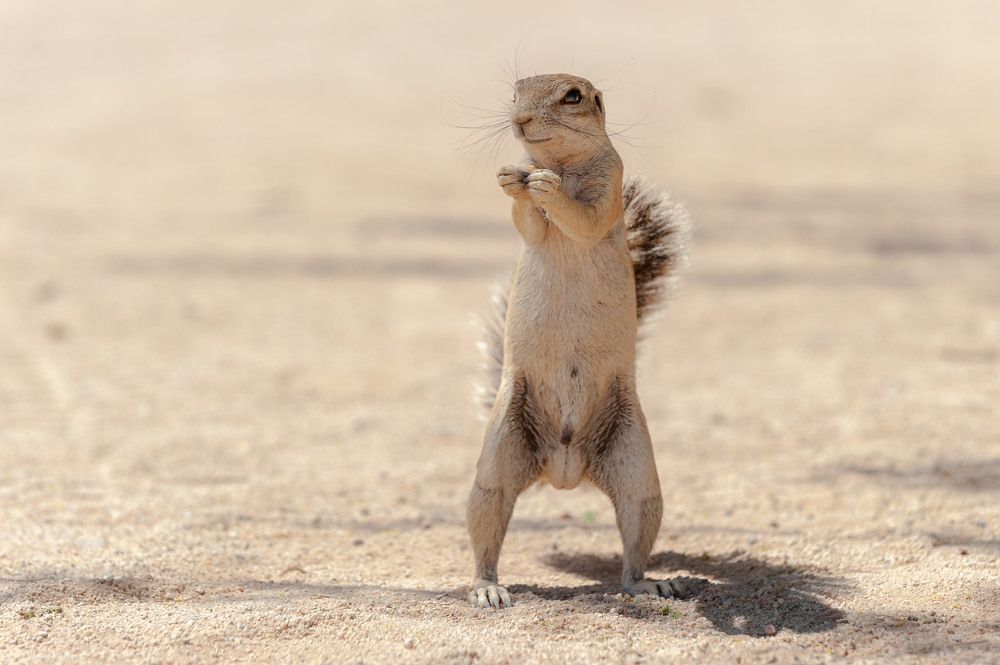 Семки есть!?