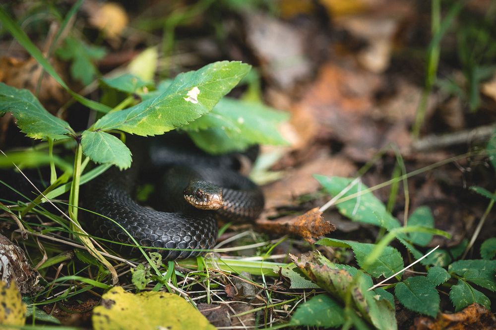Photograph by Полина Ардашева
