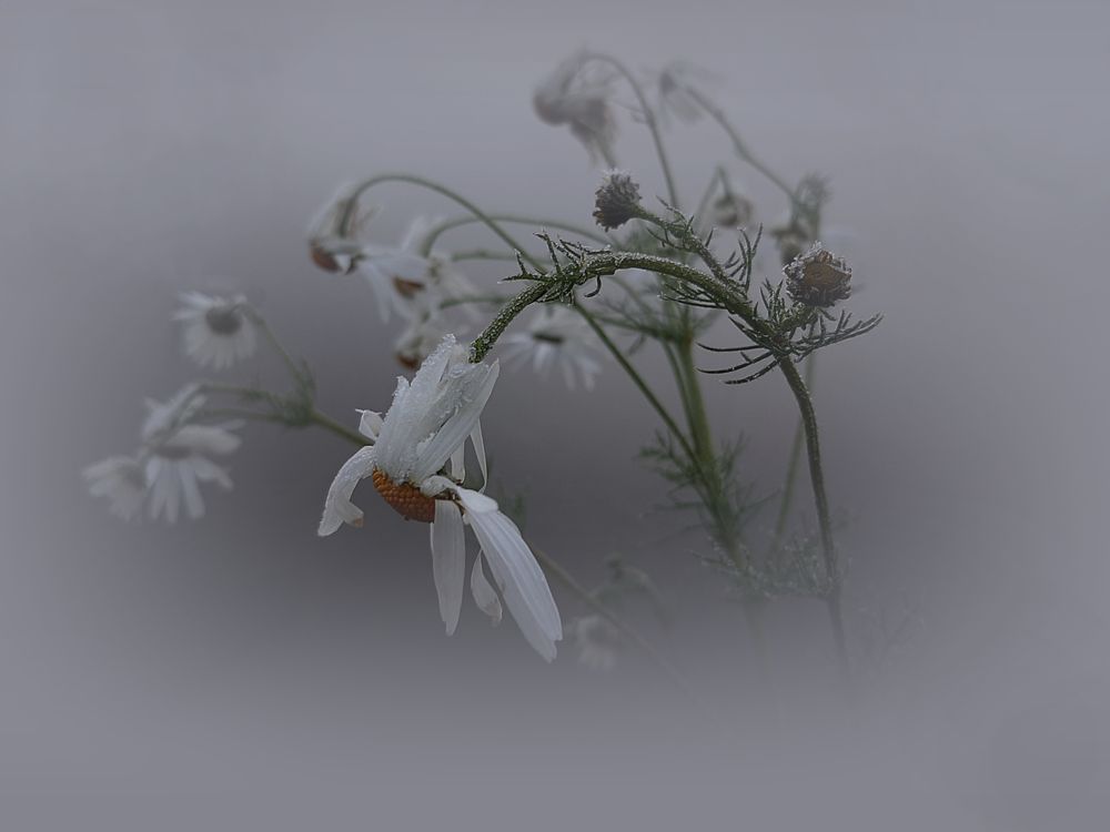 Осенний букет