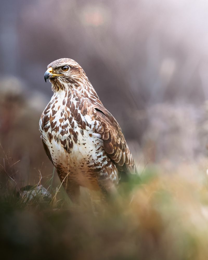 Photograph by Mihai Deaconescu