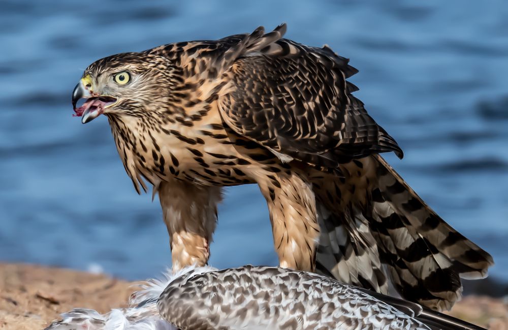 Photograph by Сергей Сыресин