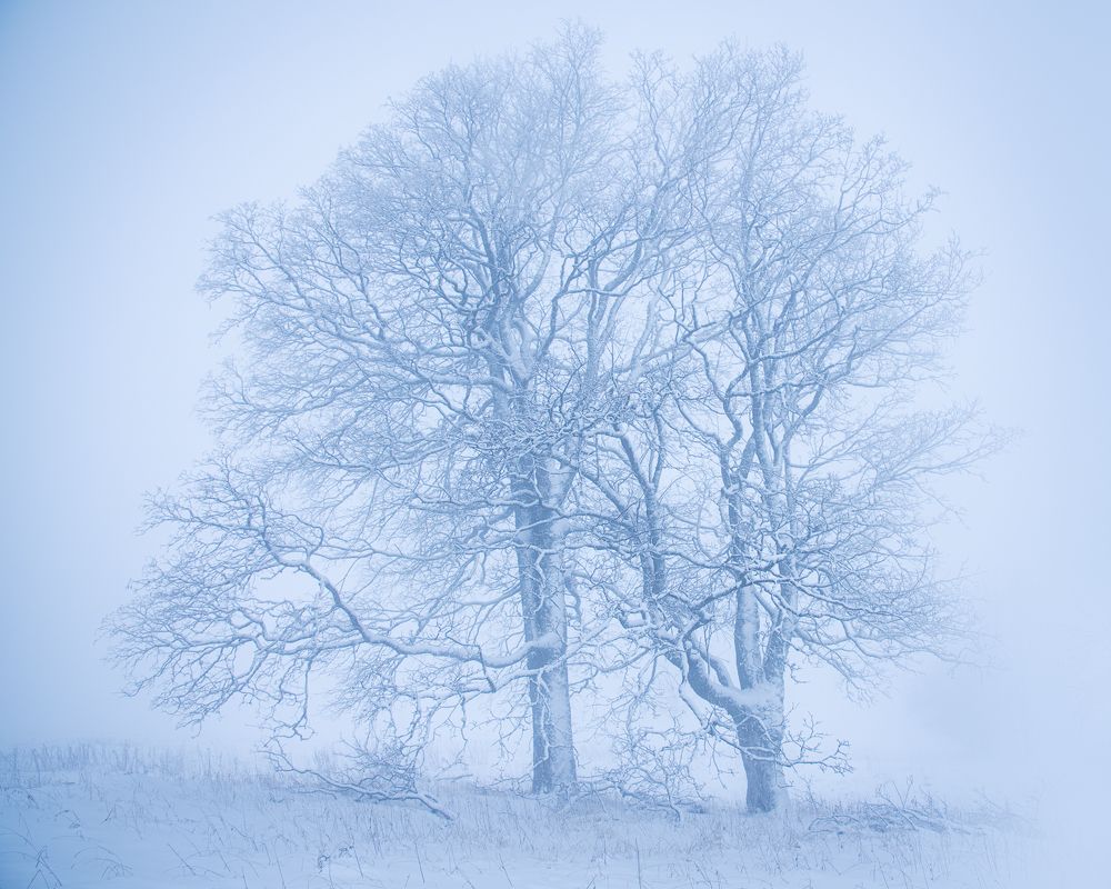 Winter trees