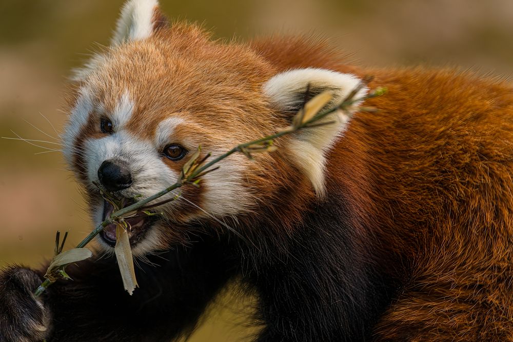 Фотография автора Julia A Caesar