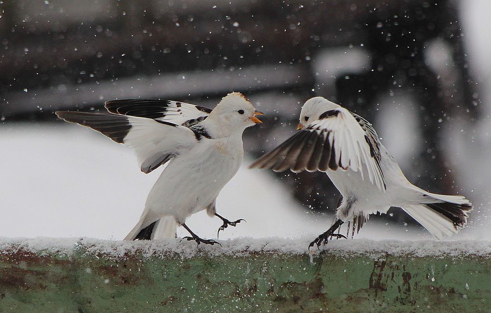 Семейные разборки