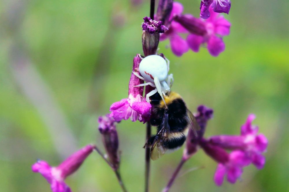 Photograph by Anna Balabanova