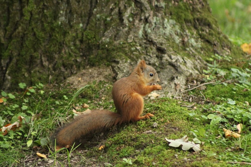 Photograph by Светлана Гмырина