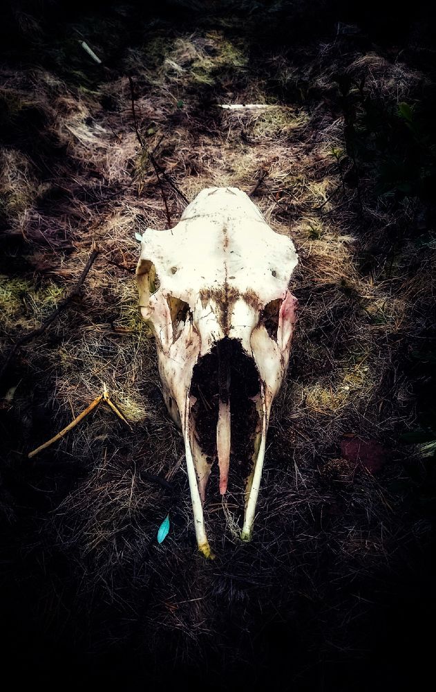 Photograph by Любовь Коровацкая