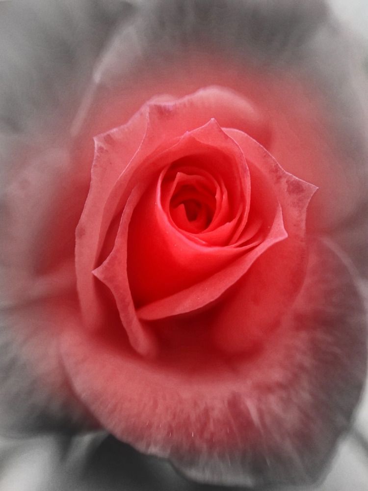 Photograph by Любовь Коровацкая