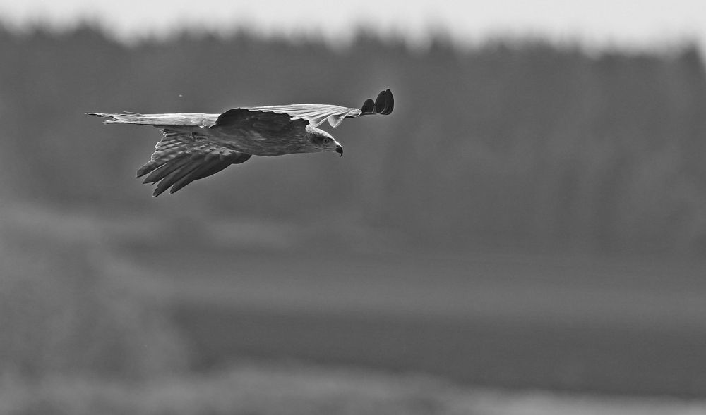 Фотография автора Юрий Кетель