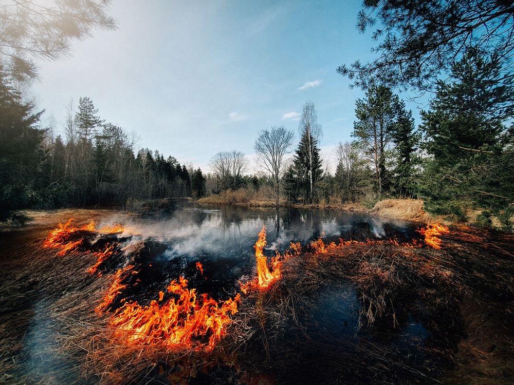 Лисички взяли спички