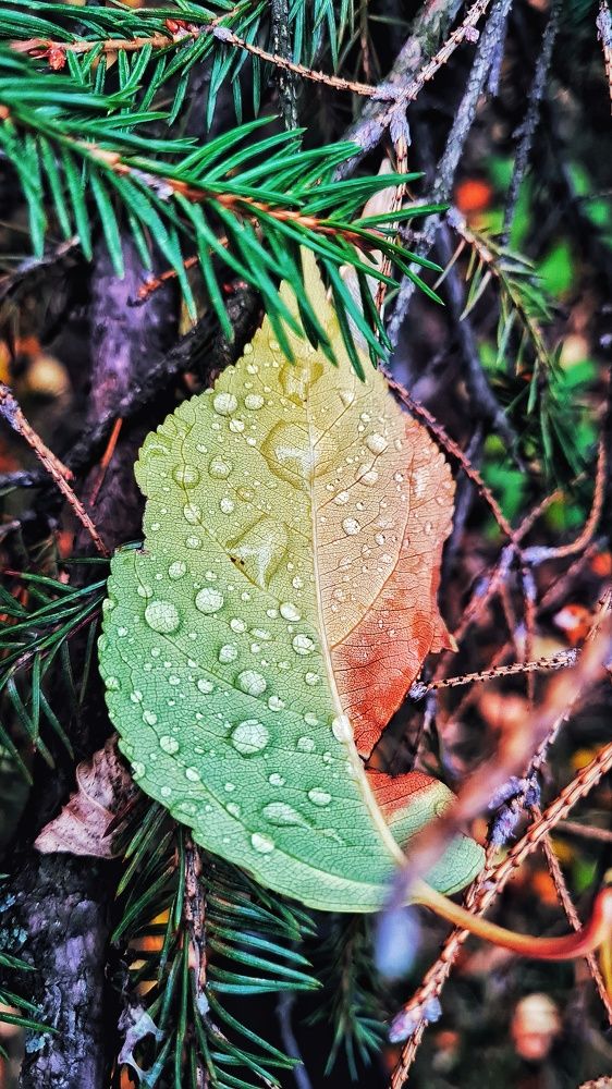 Photograph by Светлана Голик